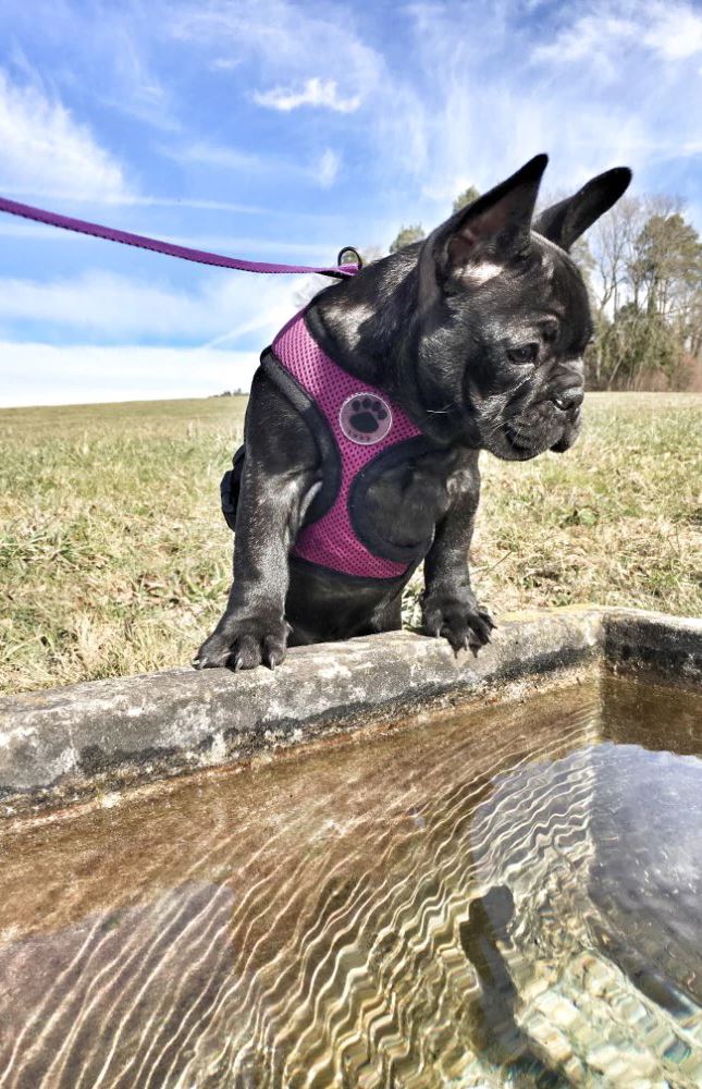 PETLAVISH™ Cute Paw Small Dog Harness: Soft, Breathable, Adjustable Vest XS-L Dog Harness PETLAVISH™ 