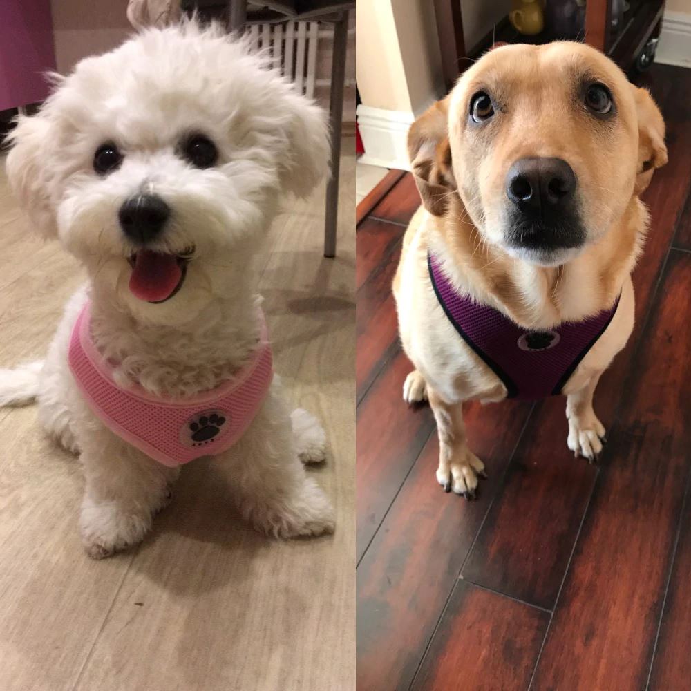 PETLAVISH™ Cute Paw Small Dog Harness: Soft, Breathable, Adjustable Vest XS-L Dog Harness PETLAVISH™ 