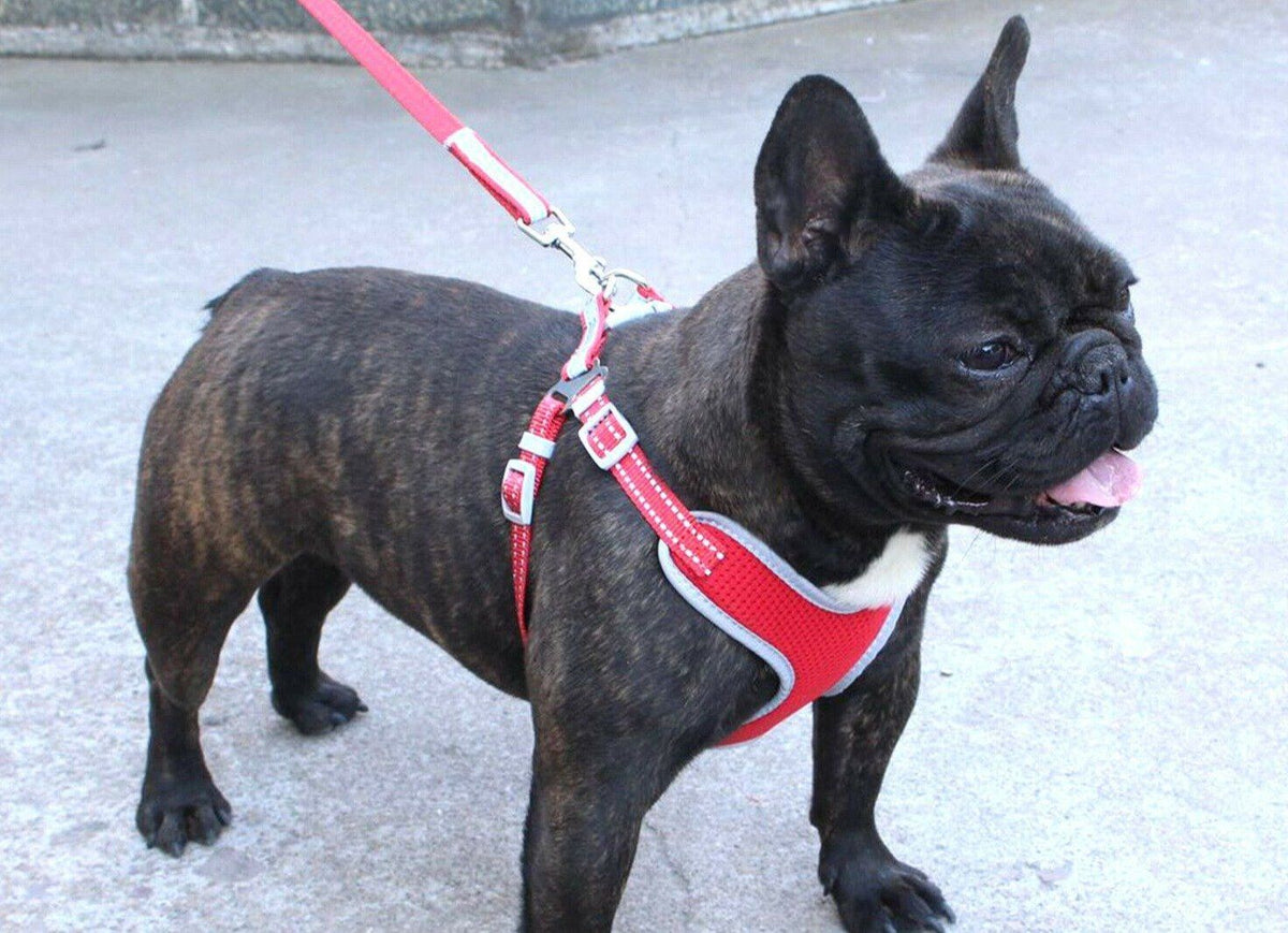 PETLAVISH™ Reflective No-Pull Dog Harness+Leash: Adjustable, Soft, Breathable Control Vest XS-Large Dog Harness PETLAVISH™ 