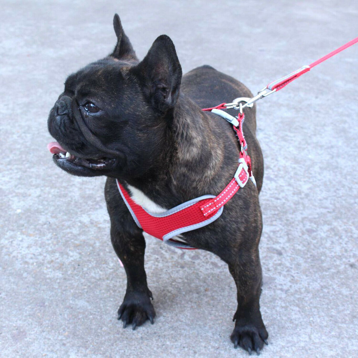 PETLAVISH™ Reflective No-Pull Dog Harness+Leash: Adjustable, Soft, Breathable Control Vest XS-Large Dog Harness PETLAVISH™ 