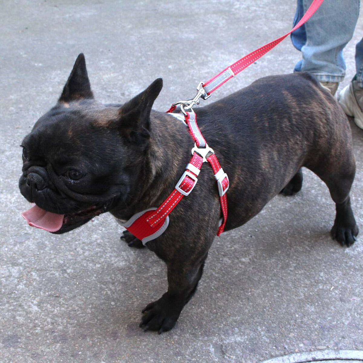 PETLAVISH™ Reflective No-Pull Dog Harness+Leash: Adjustable, Soft, Breathable Control Vest XS-Large Dog Harness PETLAVISH™ 