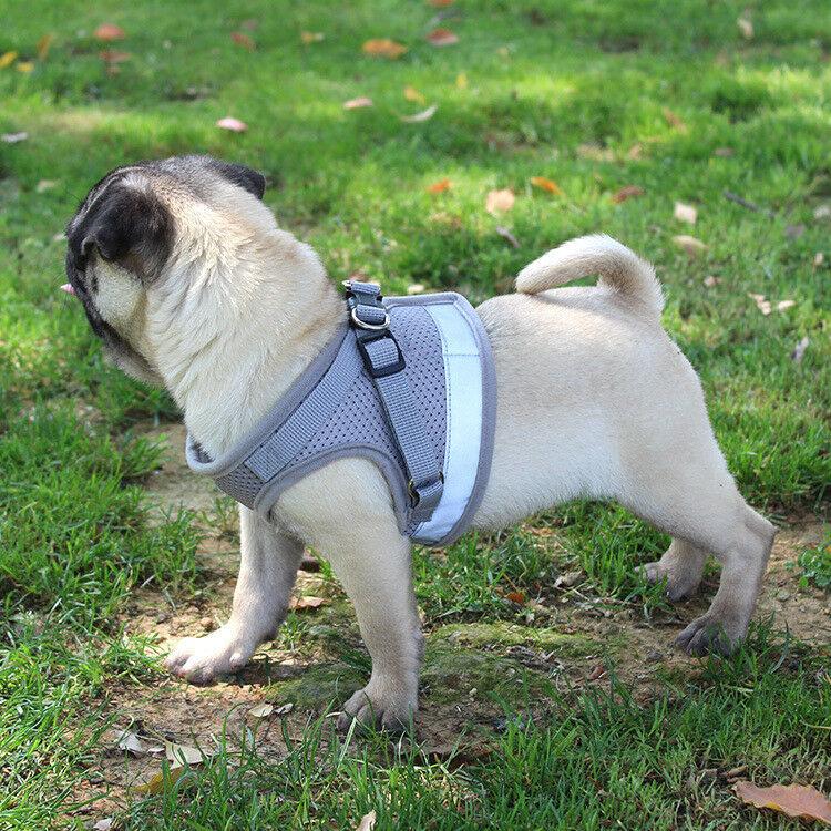 PETLAVISH™ Small Dog Adorable Harness + Leash: Breathable, Adjustable, Soft, Control Vest XXS-L Dog Harness PETLAVISH™ 