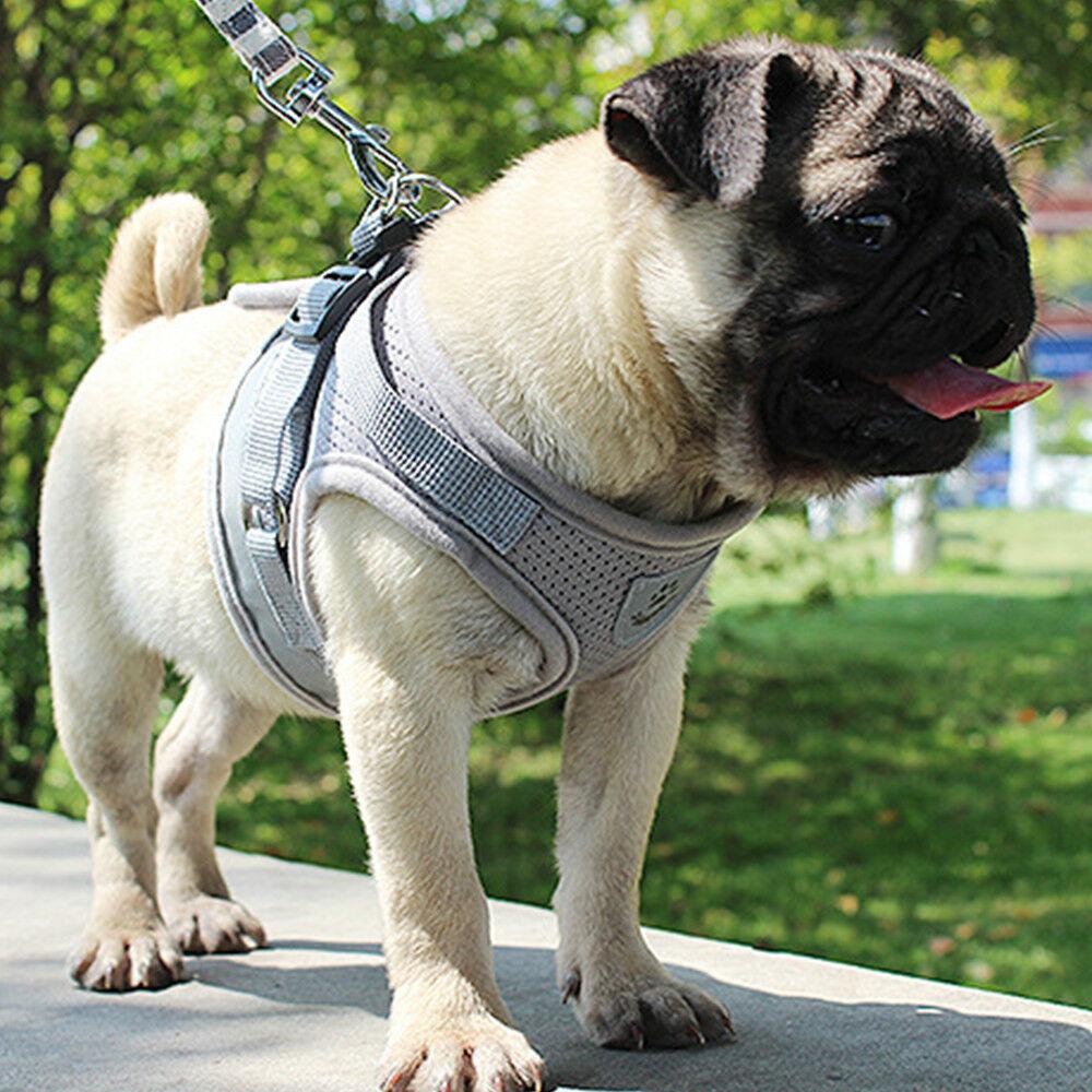 PETLAVISH™ Small Dog Adorable Harness + Leash: Breathable, Adjustable, Soft, Control Vest XXS-L Dog Harness PETLAVISH™ 