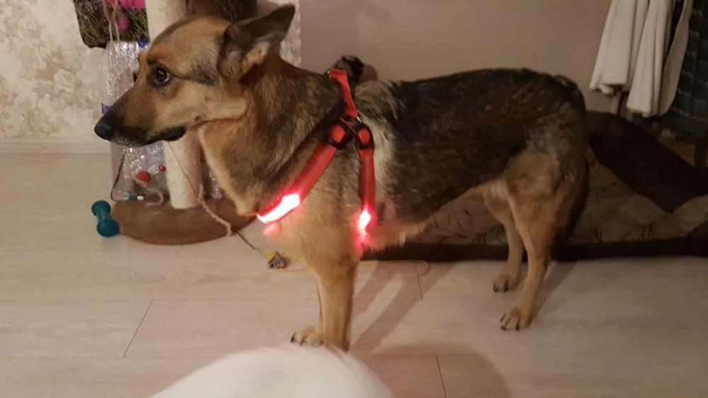 MROYALE™ Pet Carrier Sling Backpack (10-22lb Dogs) - Breathable, Comfy -  EliteDealsOutlet